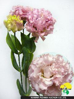 Eustoma Voyage Pink.jpg